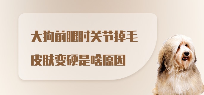 大狗前腿肘关节掉毛皮肤变硬是啥原因