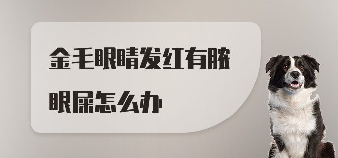 金毛眼睛发红有脓眼屎怎么办