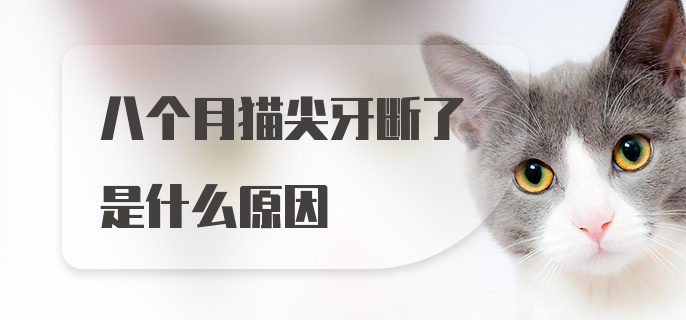 八个月猫尖牙断了是什么原因