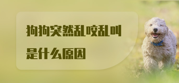 狗狗突然乱咬乱叫是什么原因