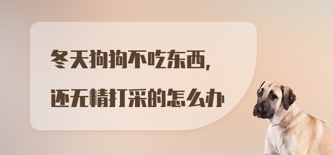 冬天狗狗不吃东西,还无精打采的怎么办