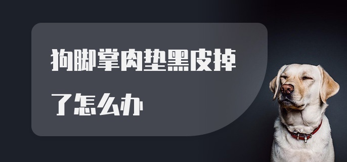 狗脚掌肉垫黑皮掉了怎么办