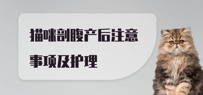 猫咪剖腹产后注意事项及护理