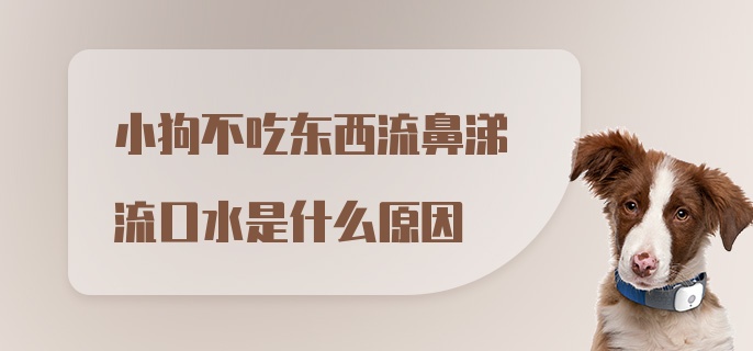 小狗不吃东西流鼻涕流口水是什么原因