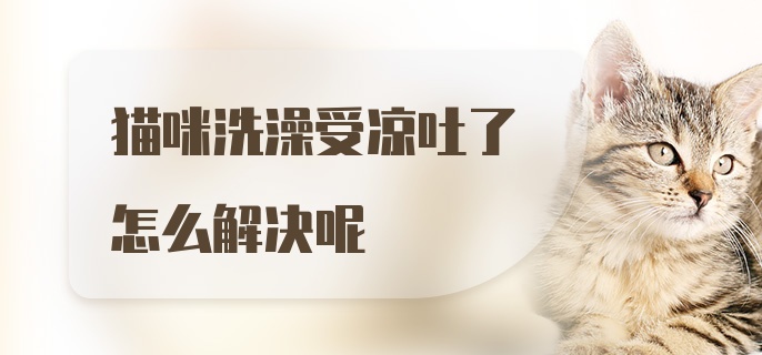 猫咪洗澡受凉吐了怎么解决呢