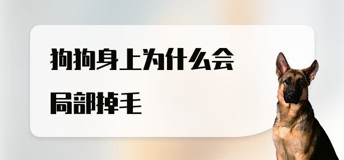 狗狗身上为什么会局部掉毛