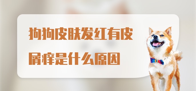 狗狗皮肤发红有皮屑痒是什么原因