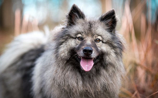 英国可卡犬为什么会流眼泪眼屎多？