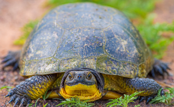 巴西龟不睁眼睛的原因及处理方法