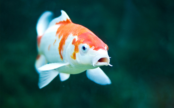 金鱼红鳃的原因及处理方法