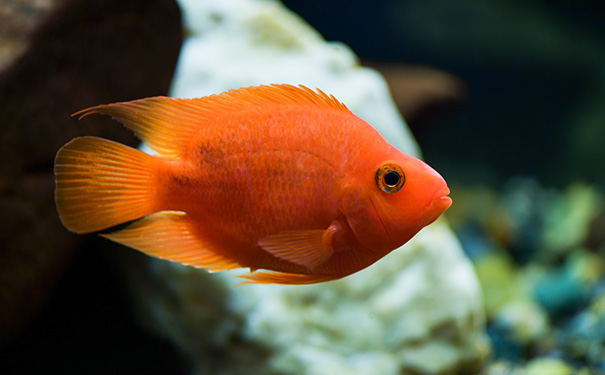 红宝石鱼吃卵的原因及处理方法