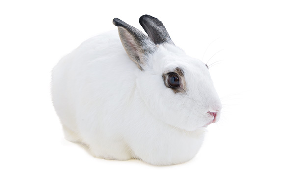 兔子不吃食趴着不动的原因及处理方法