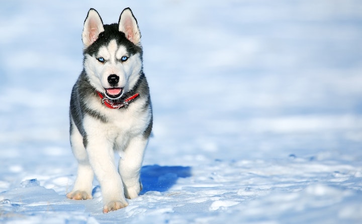 芬兰拉普猎犬老喝水的原因及处理方法