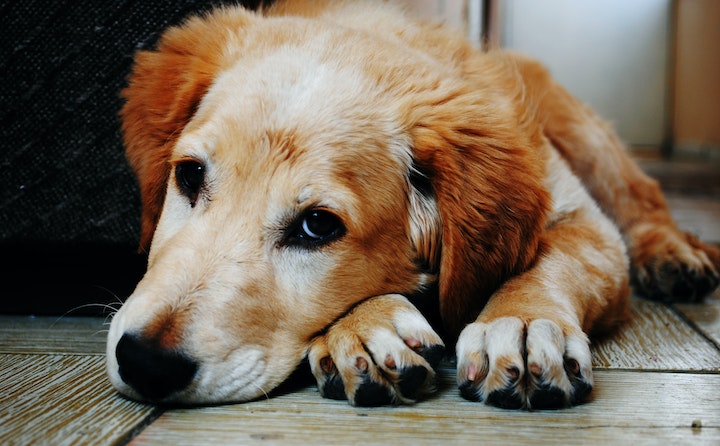 威玛猎犬干咳的原因及处理方法