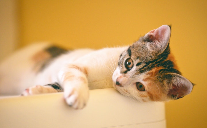 猫毛球症晚期症状？怎样预防猫咪毛球症？