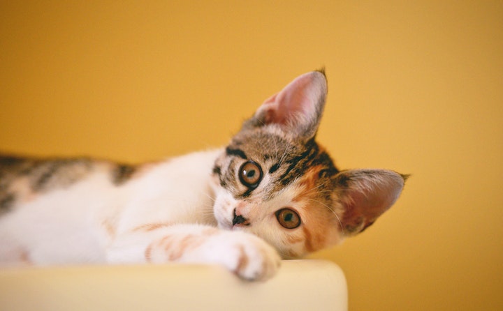 猫打完疫苗皮下有鼓包怎么办？