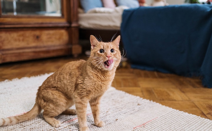 猫咪毛球症有什么症状？
