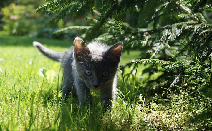 短毛猫的寿命有多长 短毛猫能活多久